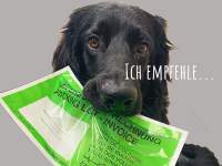Papier Dokumententaschen | DIN Lang 220x110mm | Grün | 100 Stück Kleinpackung